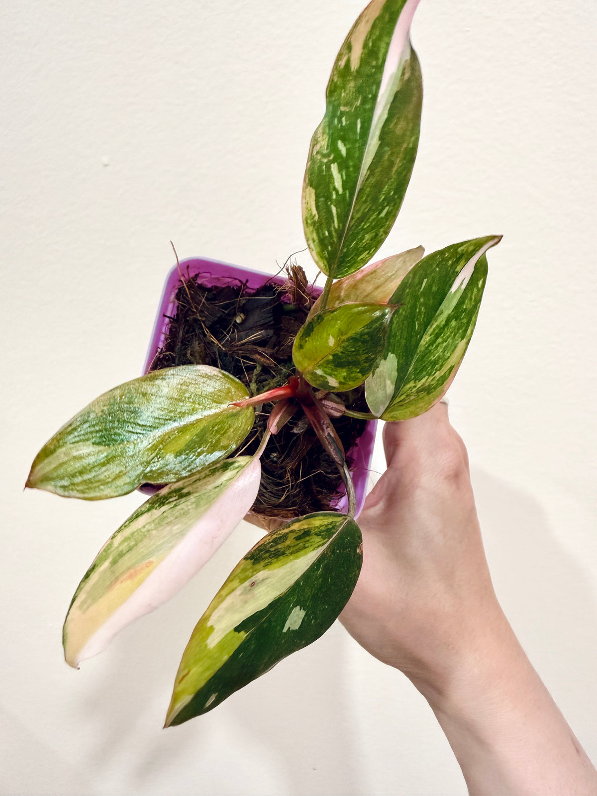 Philodendron Princess Tricolour