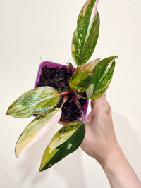 Philodendron Princess Tricolour