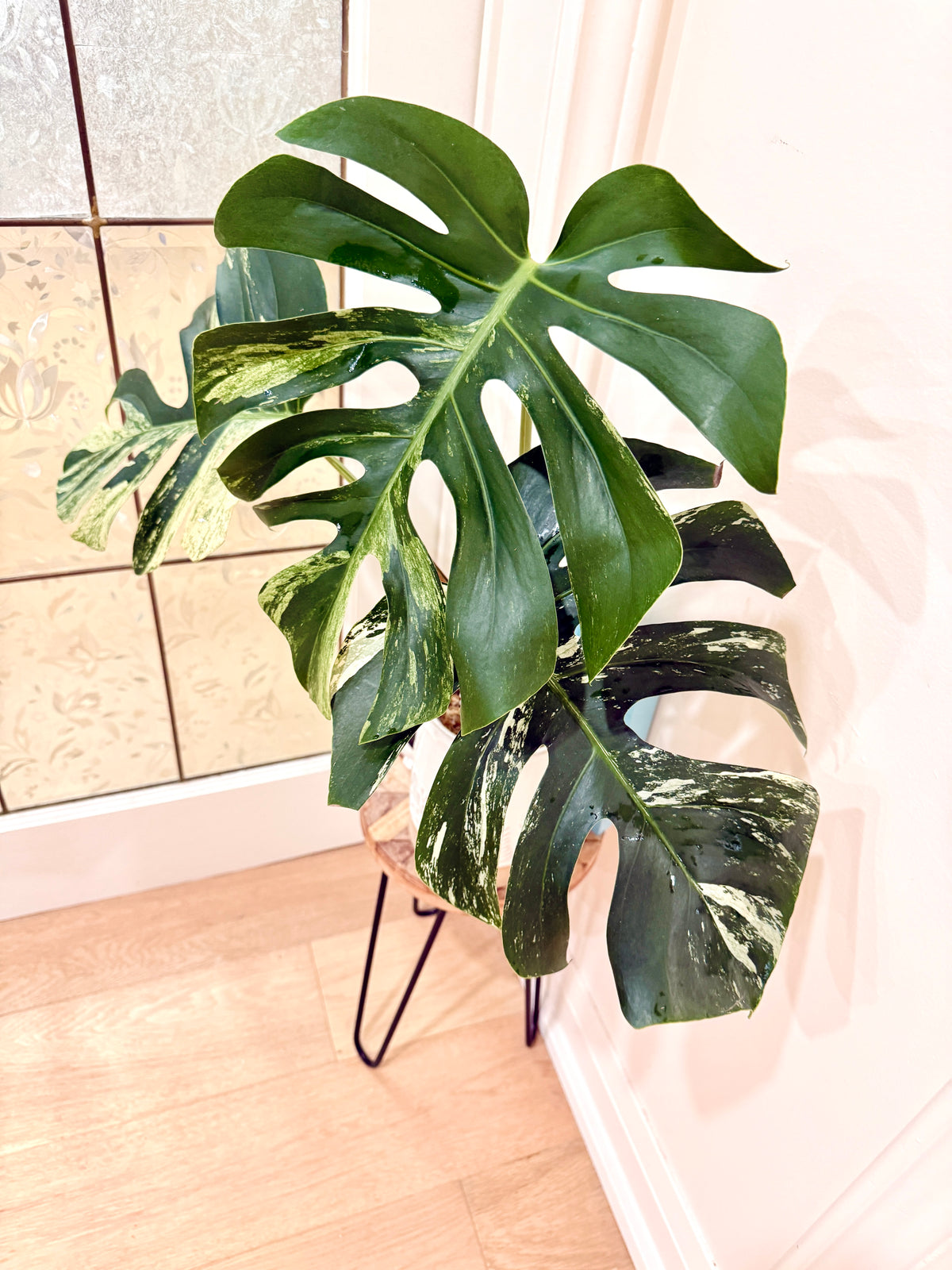 Monstera Jungle Mint