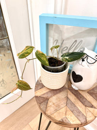 Philodendron Micans Variegated