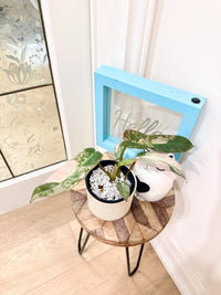 Philodendron Atabapoense Pink Variegated