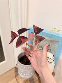 Oxalis Triangularis Variegated