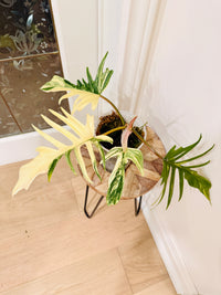 Philodendron Florida x Tortum