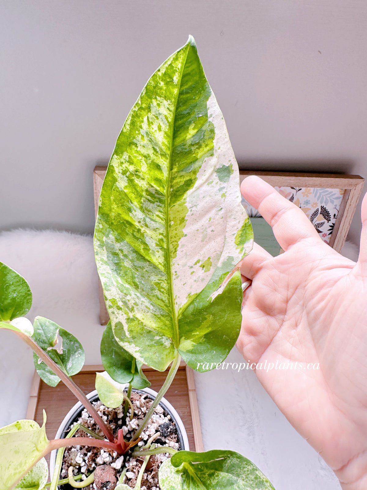 Anthurium Hookeri Variegated