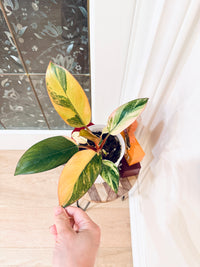 Philodendron Red Congo Variegated