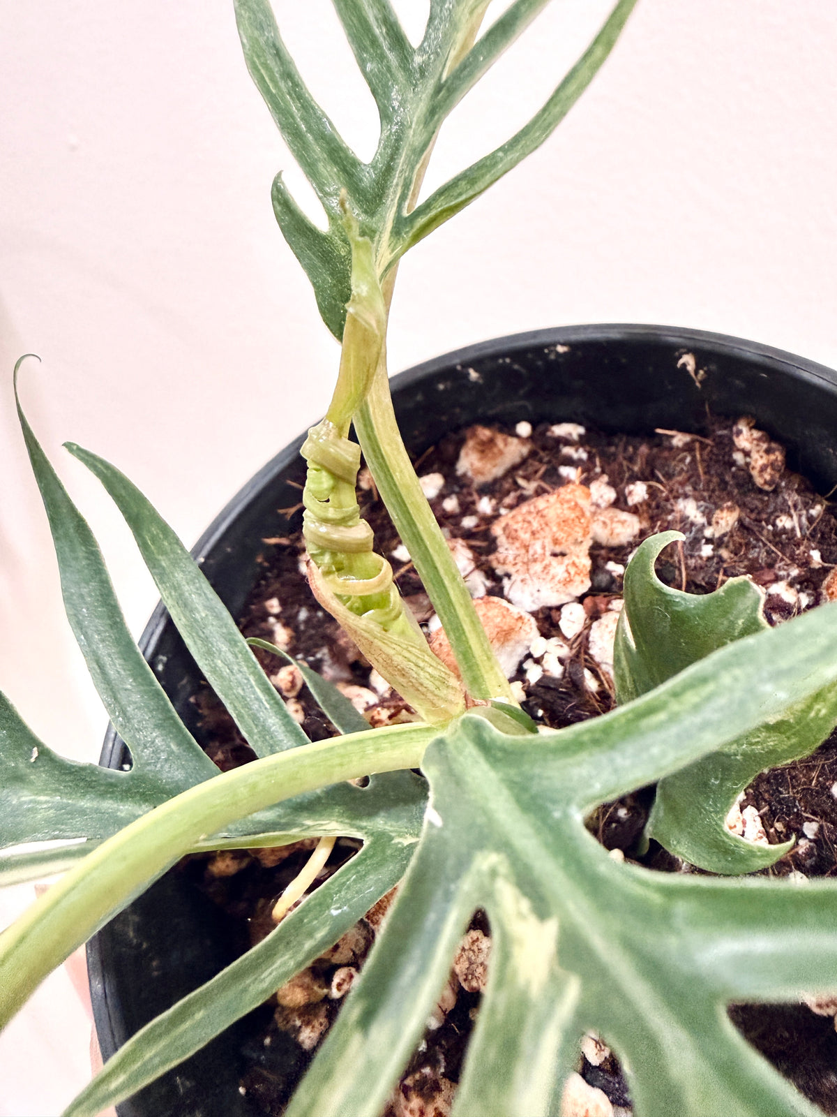 Philodendron Tortum Variegated