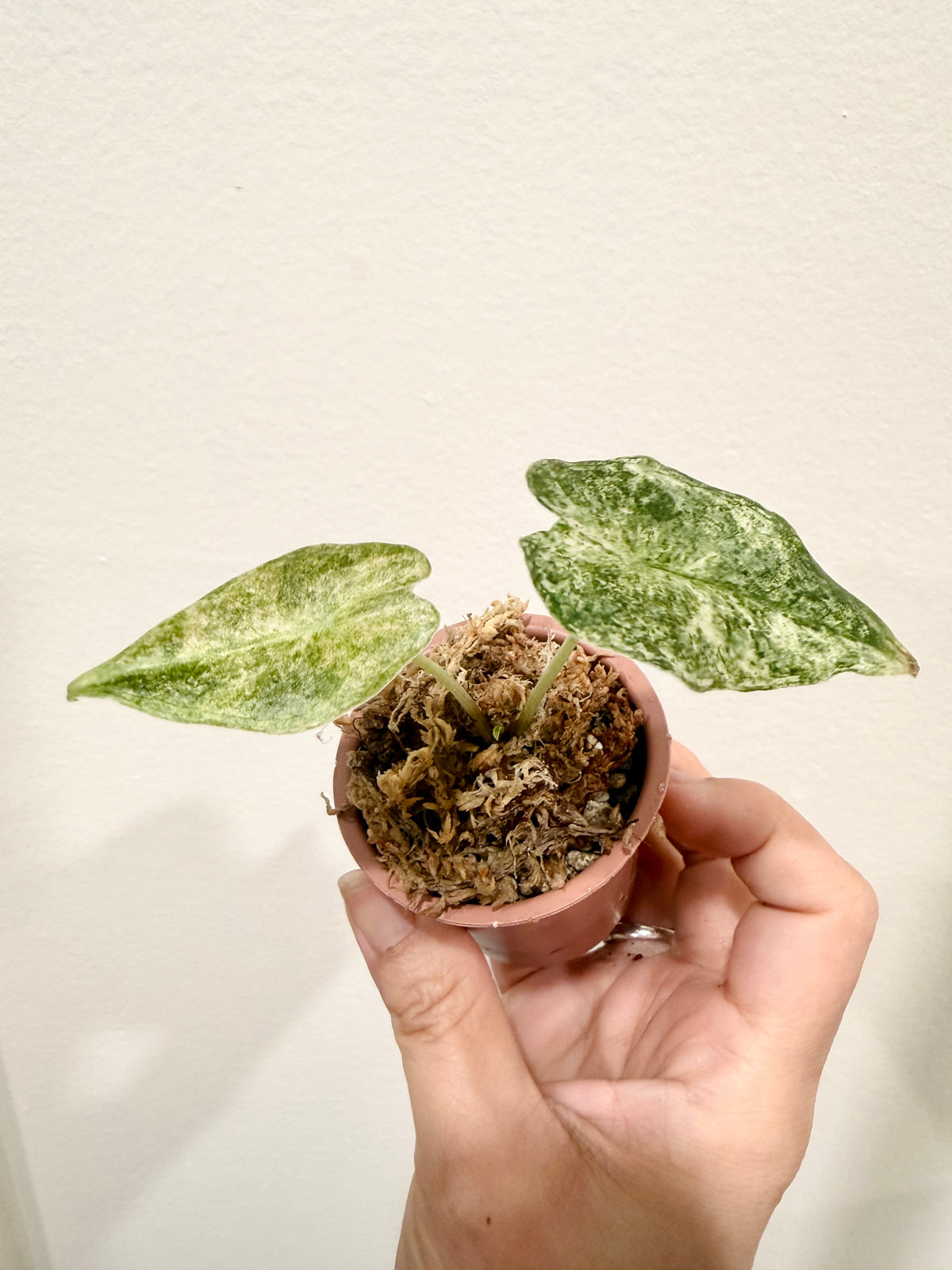 Alocasia Black Satun Stardust
