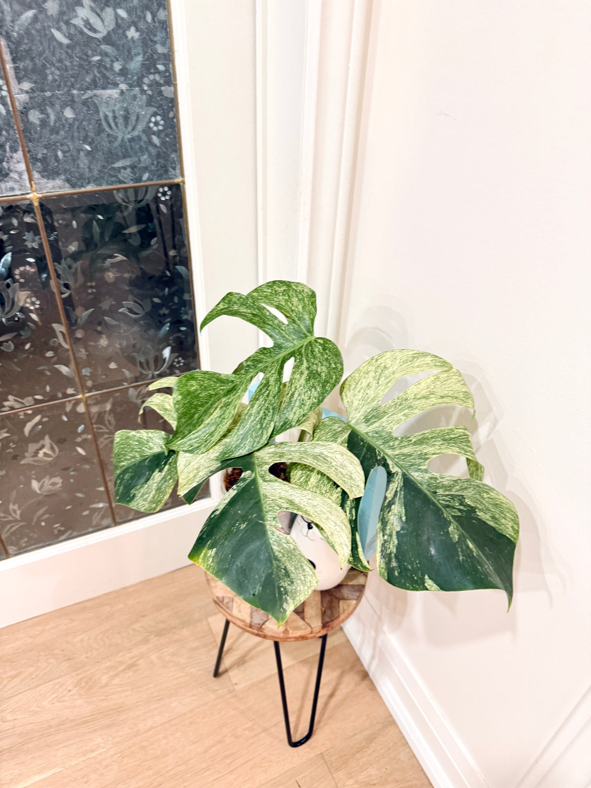 Monstera Jungle Mint