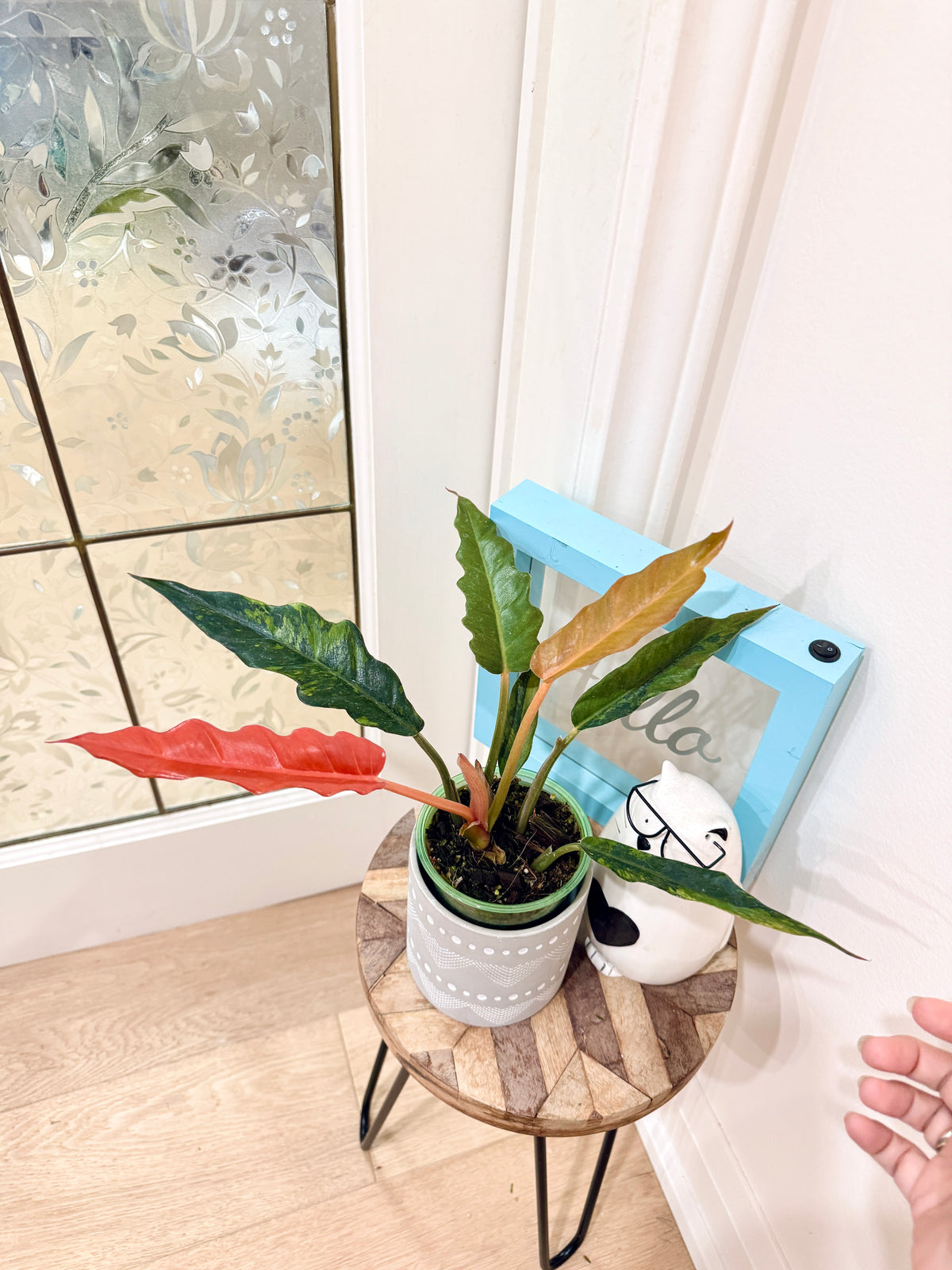 Philodendron Caramel Fire Tiger