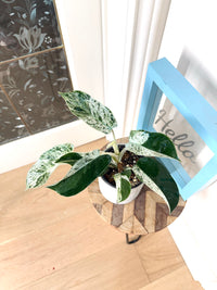 Philodendron Emerald Ice