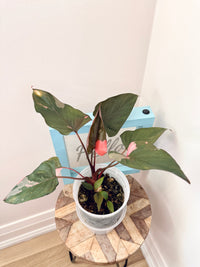 Homalomena Rubescens Pink Diamond Variegated