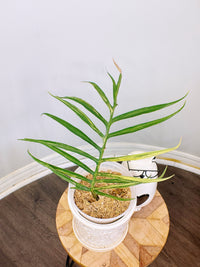 Philodendron Tortum Variegated