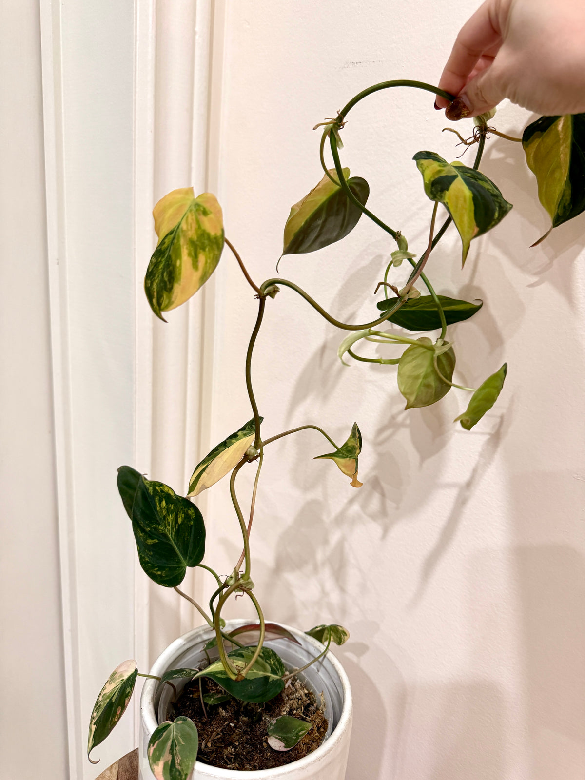 Philodendron Micans Variegated