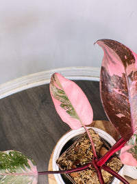 Philodendron Pink Princess Galaxy