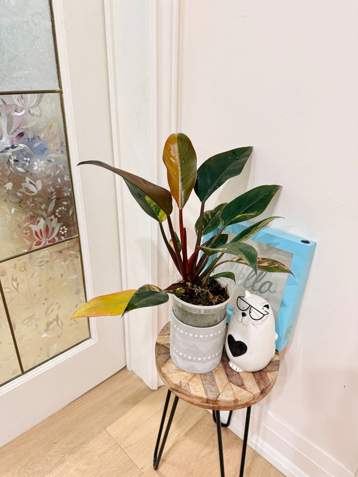 Philodendron Red Congo Variegated