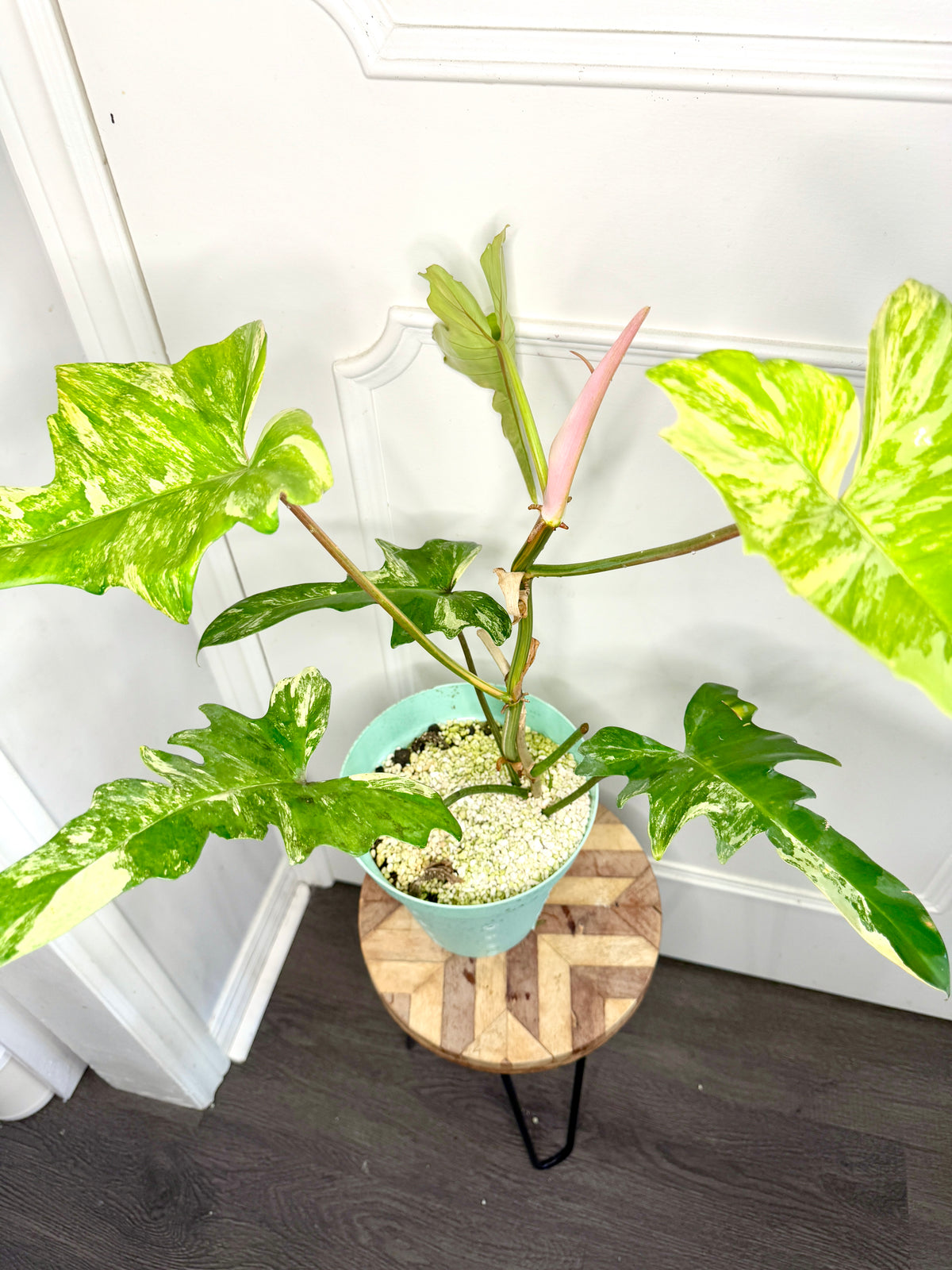 Philodendron Florida Beauty x Mayoi