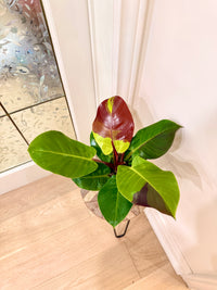 Philodendron Red Moon Variegated