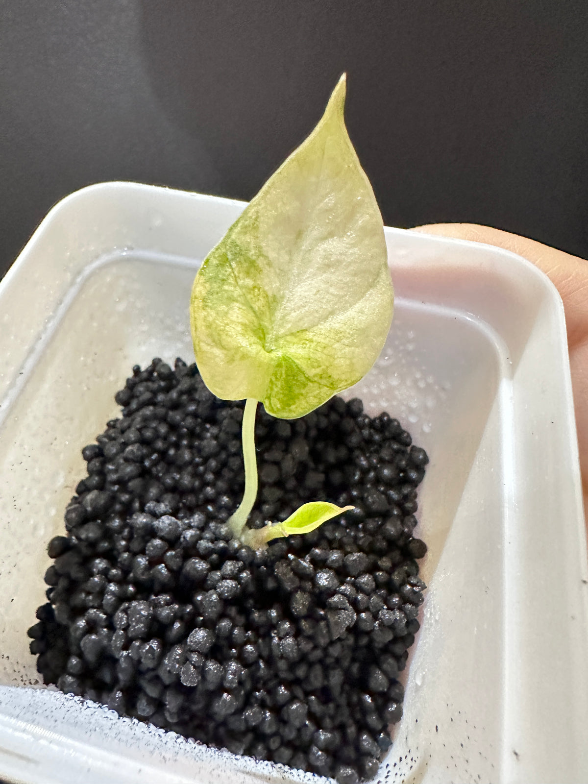 Alocasia Black Velvet Gold