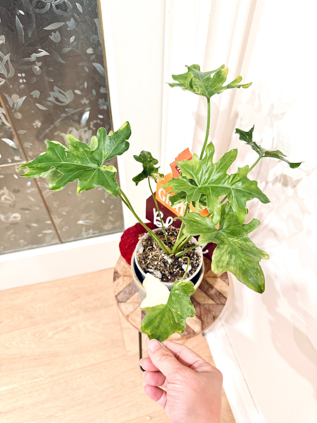 Philodendron Selloum Variegated