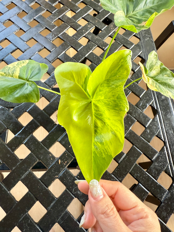 Philodendron Angela Variegated