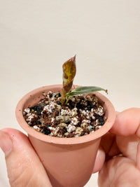 Alocasia Cuprea True Pink