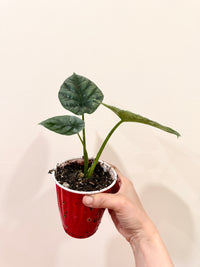 Alocasia Sinuata Albo