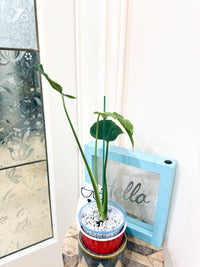Monstera Tattoo