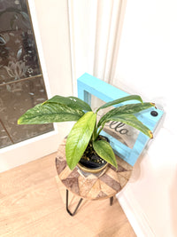 Rhaphidophora Gorilan Variegated