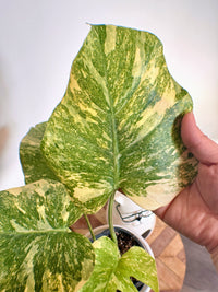 Monstera Legacy