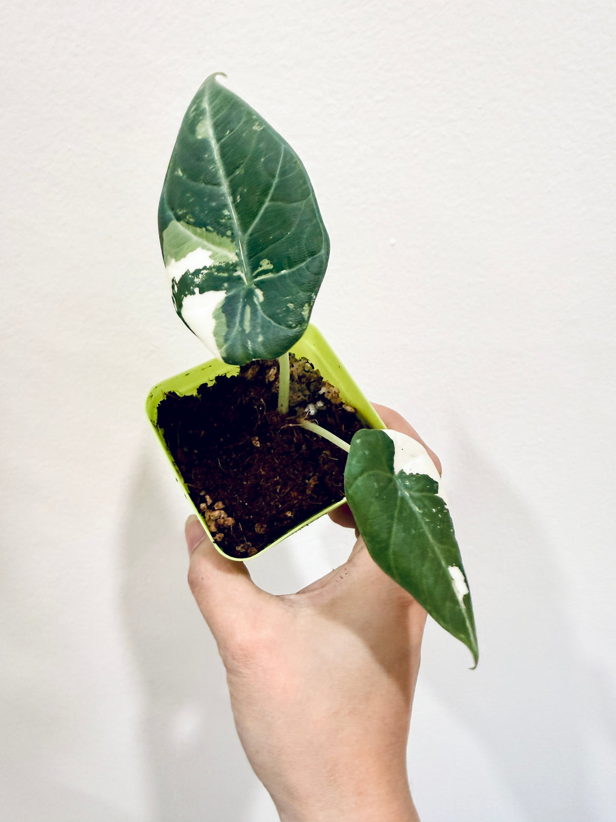 Alocasia Maharani Albo