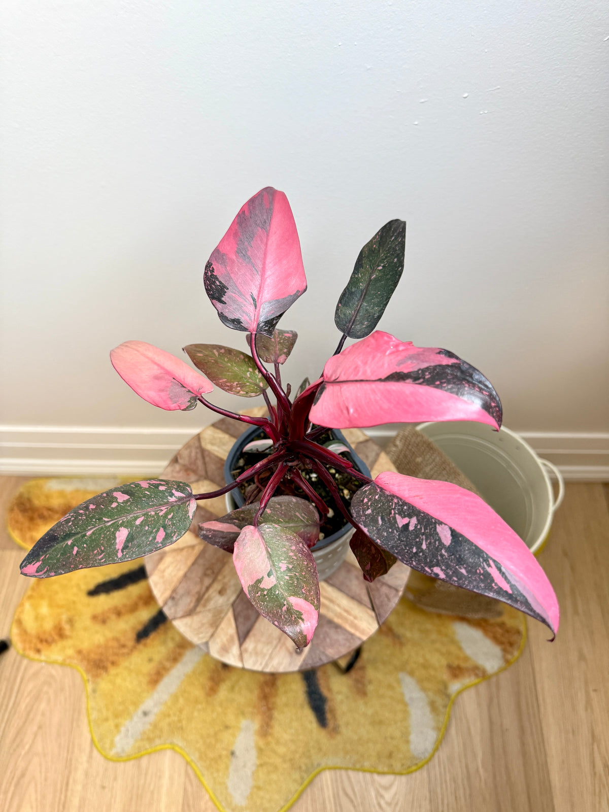 Philodendron Pink Princess Galaxy