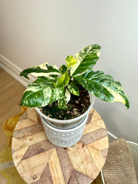 Coffee Tree Variegated