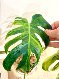 Monstera Ocean Mint Green Coral