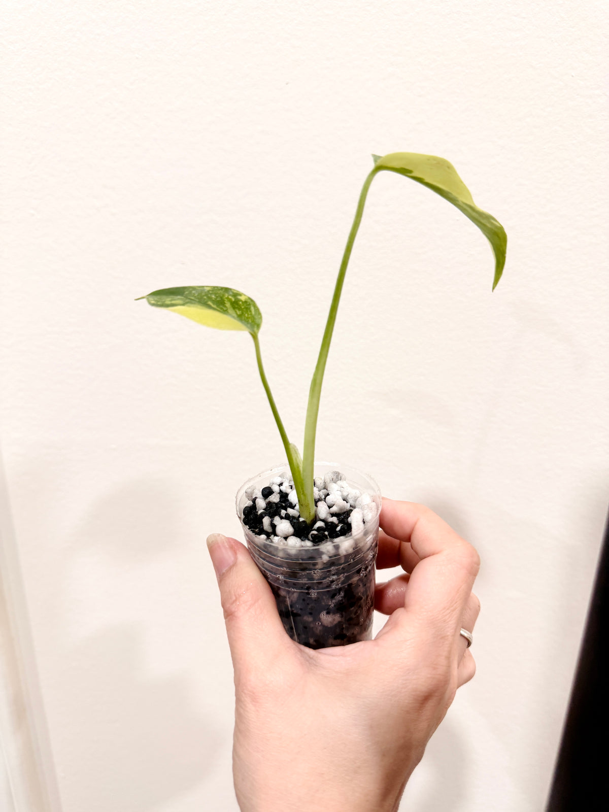 Monstera Electrolyte