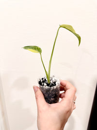 Monstera Electrolyte