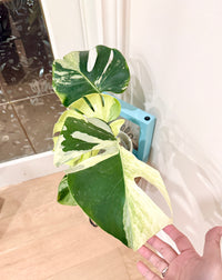 Monstera Deliciosa White Tear