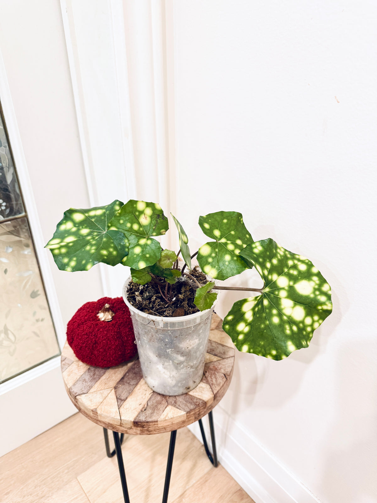 Variegated Leopard Plant