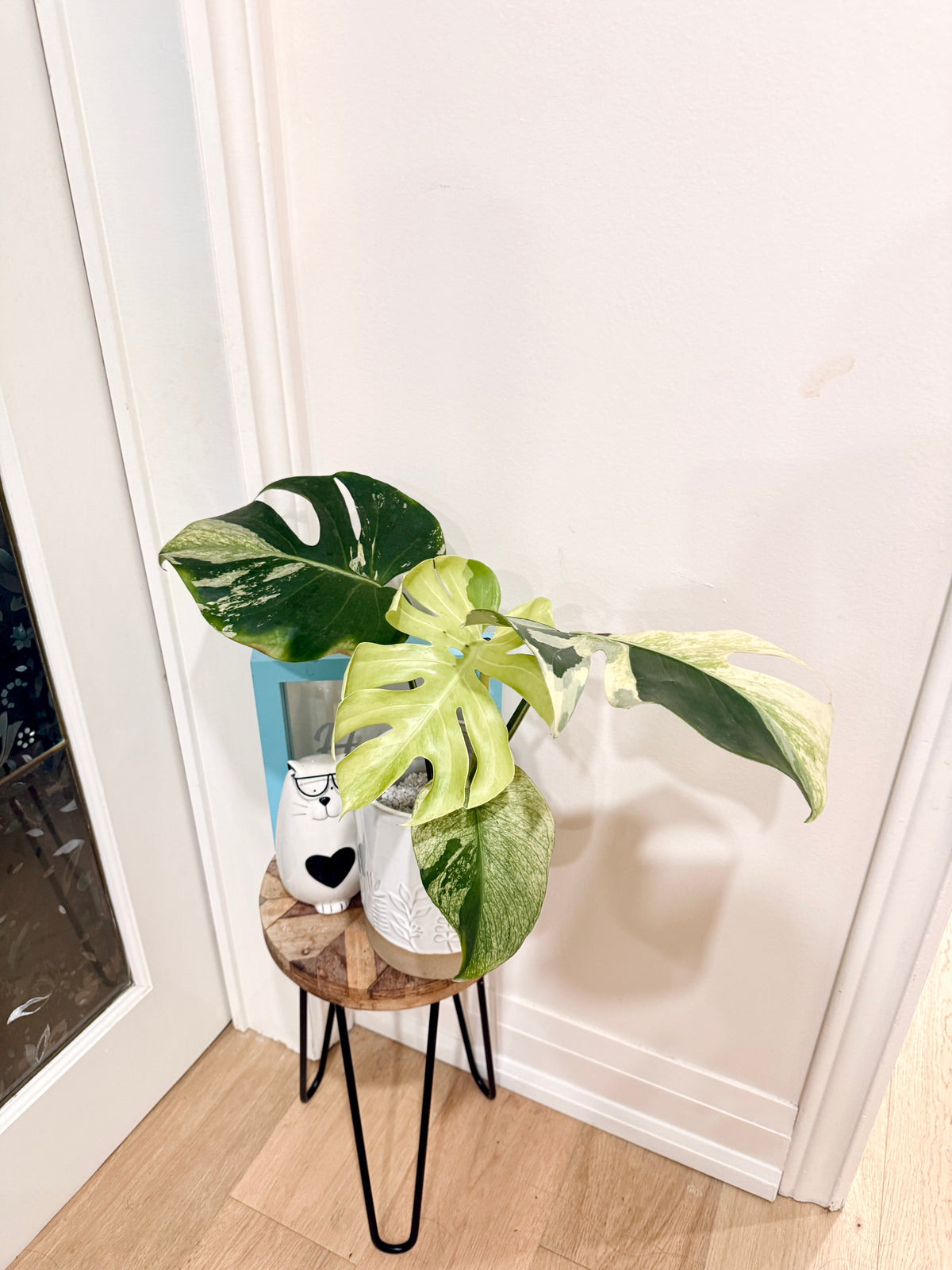Monstera Deliciosa White Tear