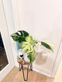 Monstera Deliciosa White Tear