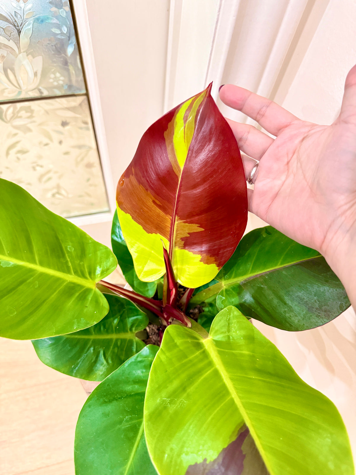 Philodendron Red Moon Variegated