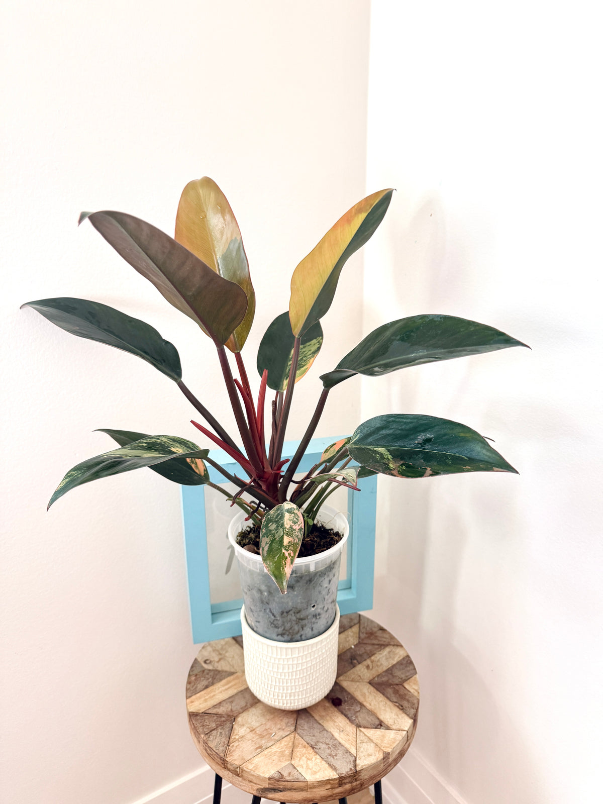 Philodendron Red Congo Variegated