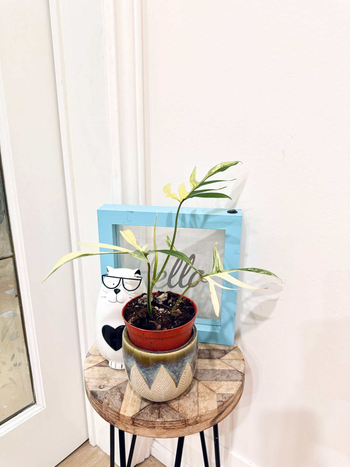 PHILODENDRON FLORIDA BEAUTY × POLYPODIOIDES VARIEGATED
