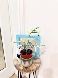 PHILODENDRON FLORIDA BEAUTY × POLYPODIOIDES VARIEGATED
