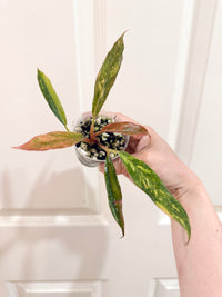 Philodendron Caramel Fire Tiger