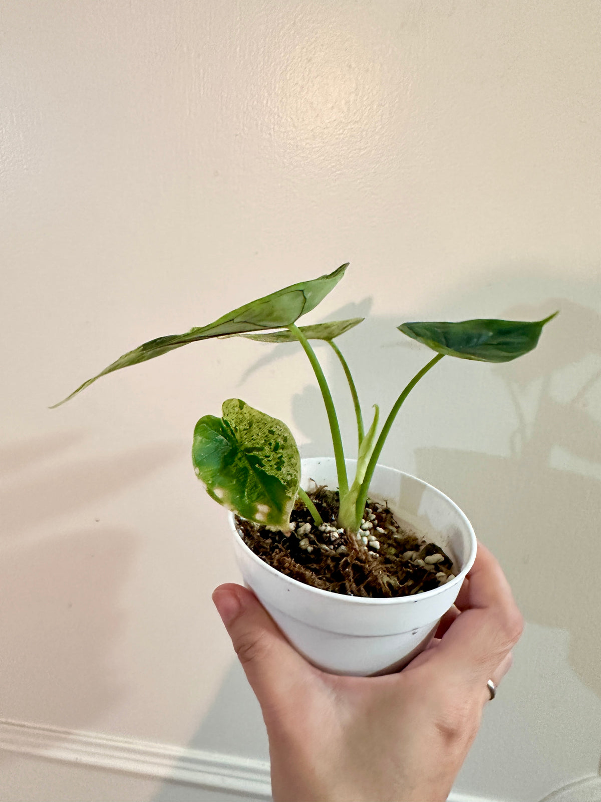 Alocasia Dragon Scale Mint