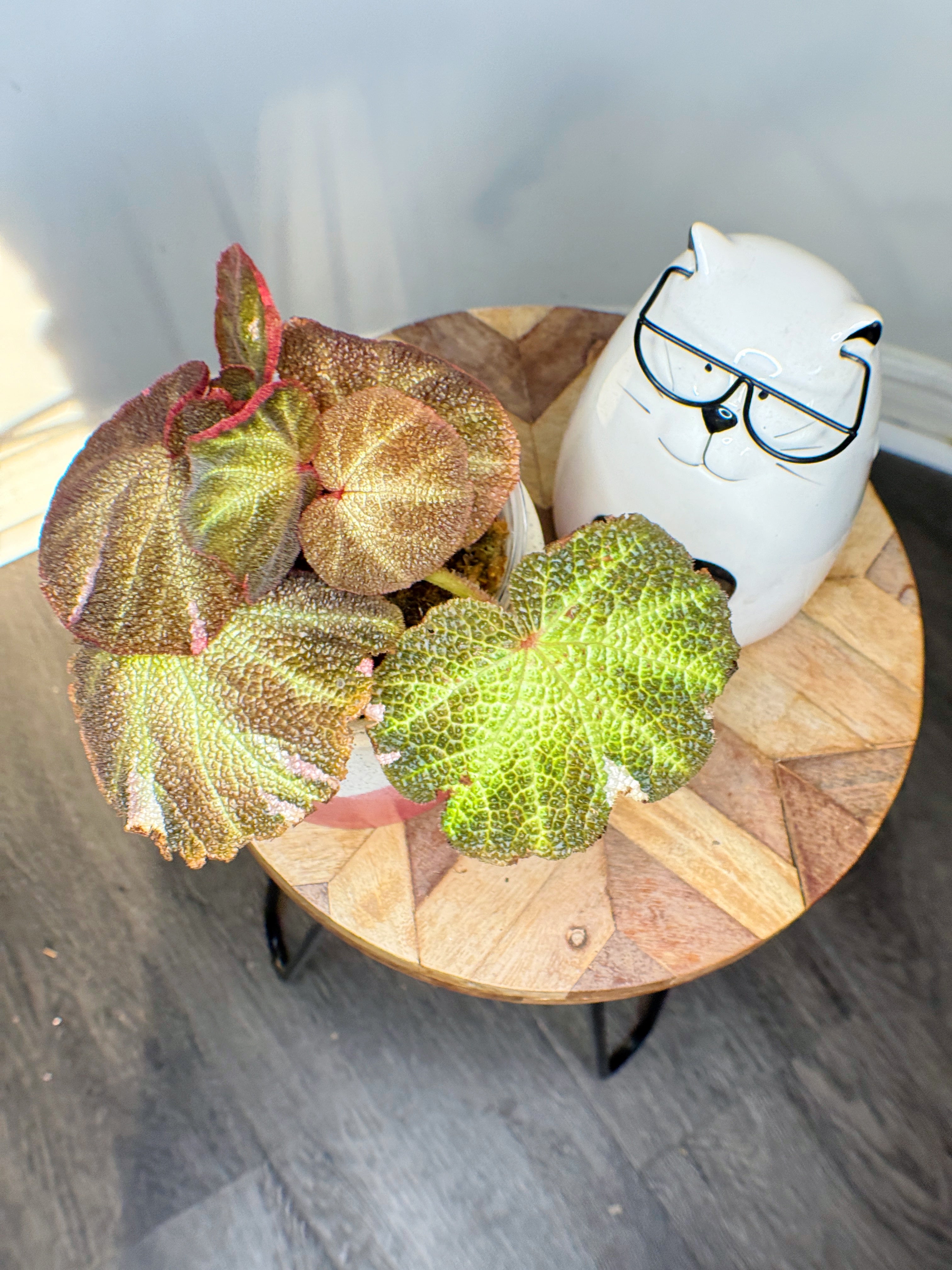 In Stock – Rare Tropical Plants Canada