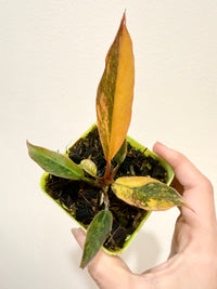 Philodendron Caramel Fire Tiger