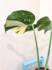 Monstera Medusa