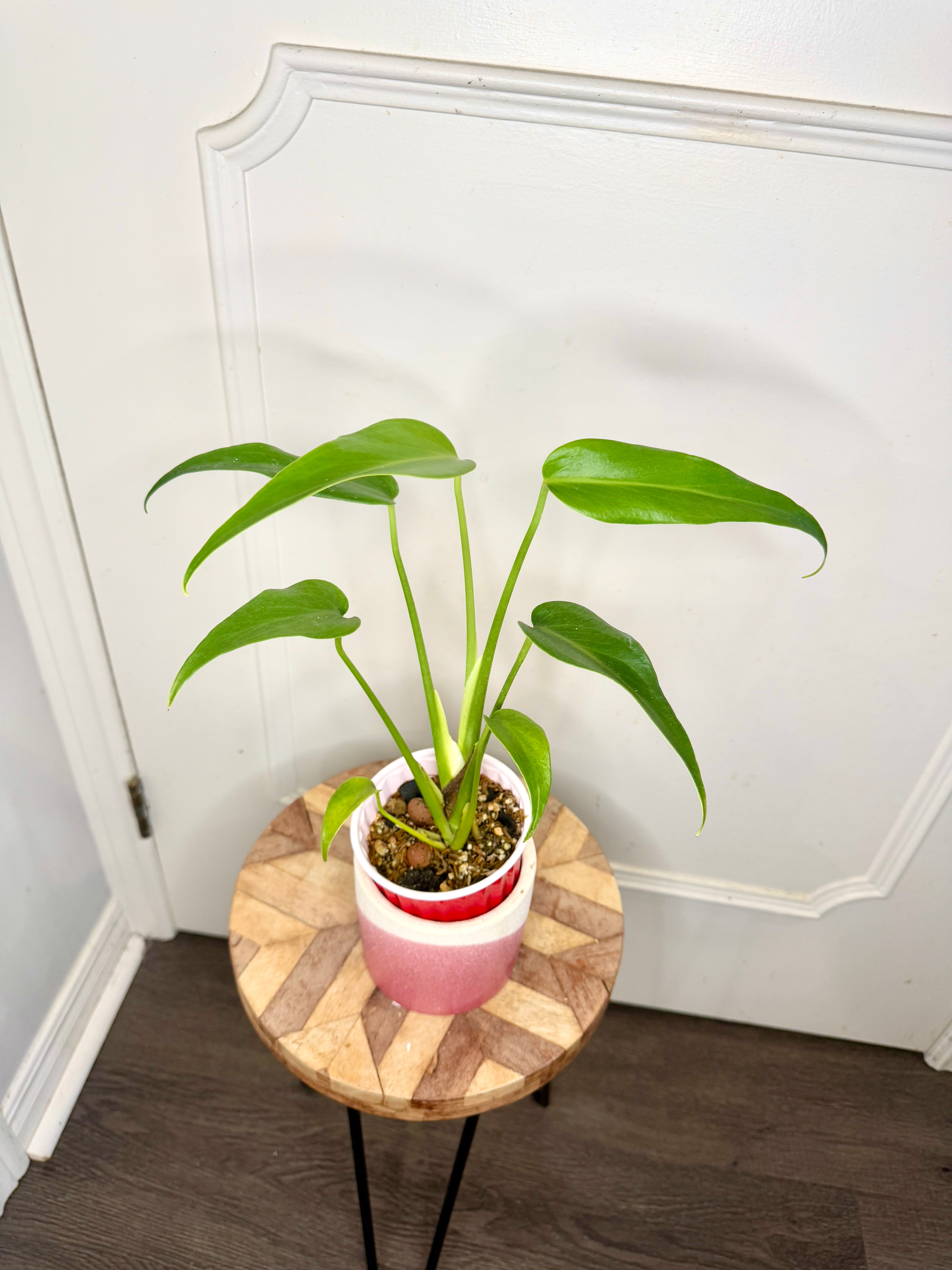 Monstera Burle Marx Flame – Rare Tropical Plants Canada