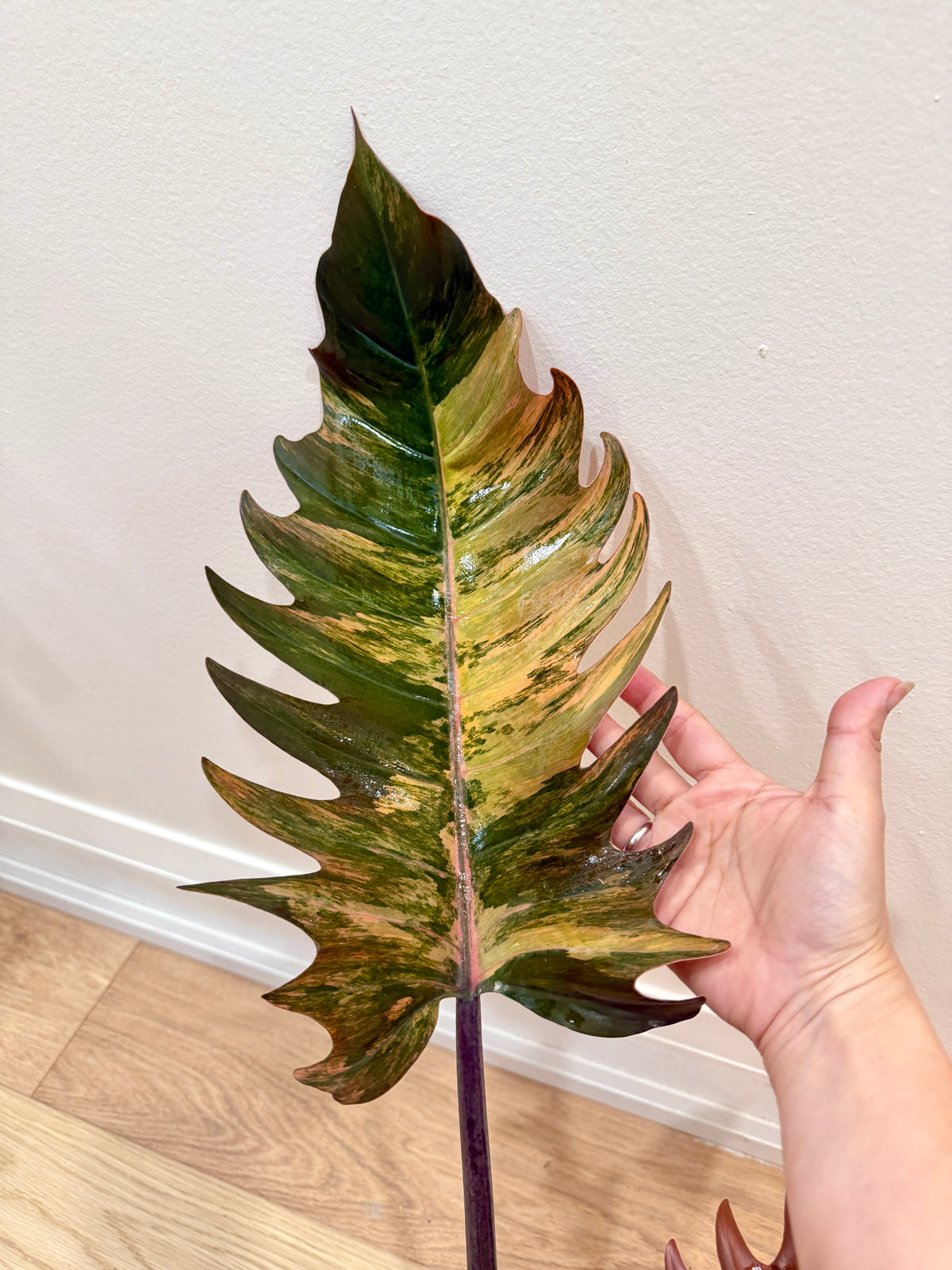 Philodendron Caramel Marble